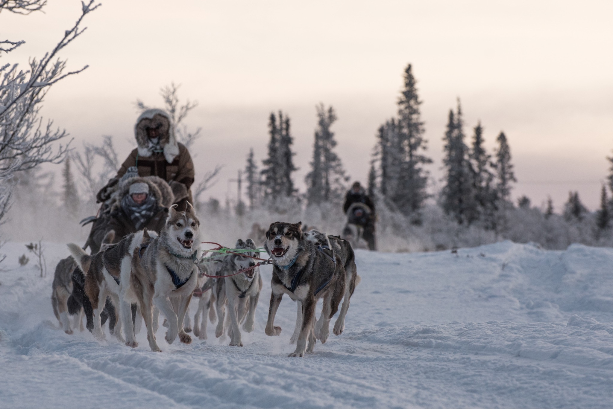 Husky tours