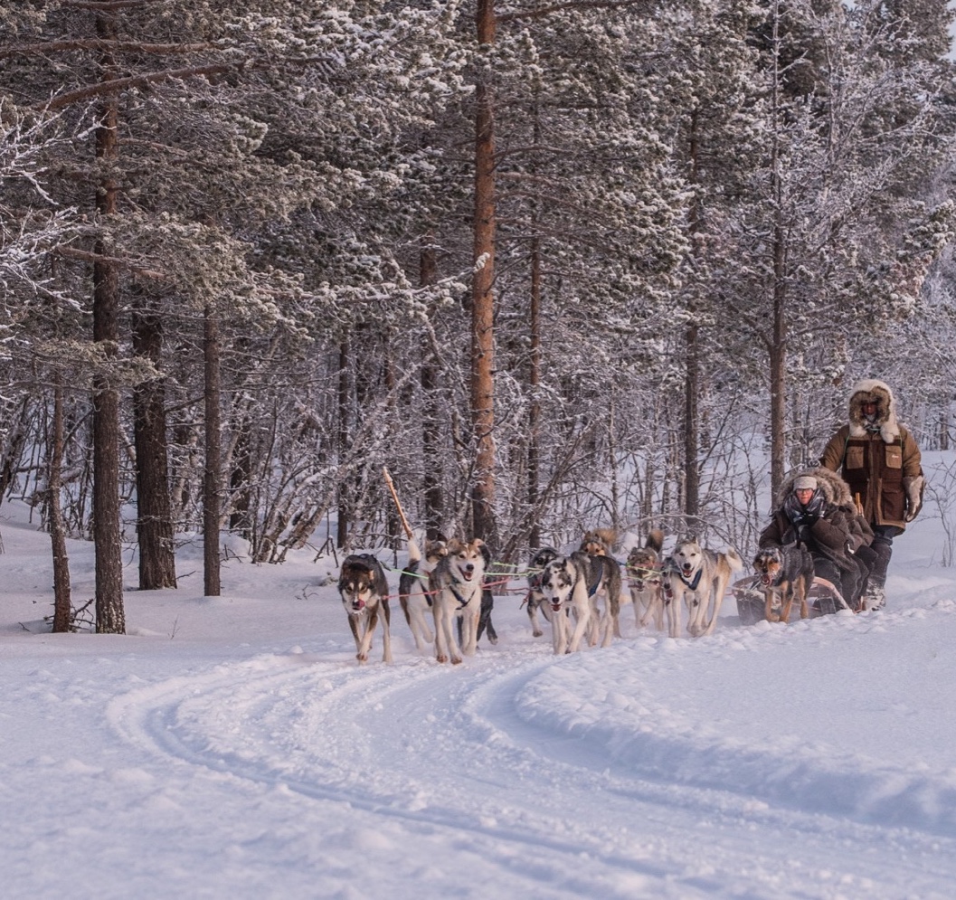 Husky tourist forrest